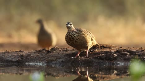 Wide-shot-of-a-Crested-Francolin-drinking-filmed-from-a-low-angle,-Greater-Kruger