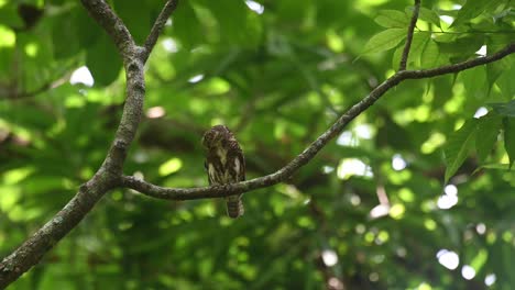 Sperlingskauz,-Taenioptynx-Brodiei,-Kaeng-Krachan-Nationalpark,-Thailand