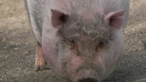 Closeup-front-view-of-pig-mini-pig-walking-towards-the-camera-in-slow-motion-4k