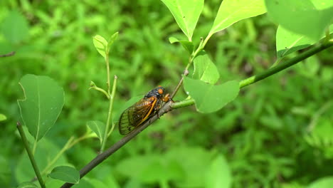 17-year-periodical-cicada-sits-on-branch-of-a-tree-sapling