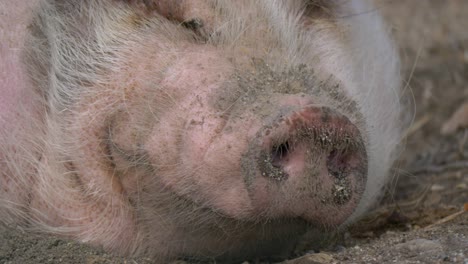 Extreme-close-up-of-mini-pig-smelling-after-food