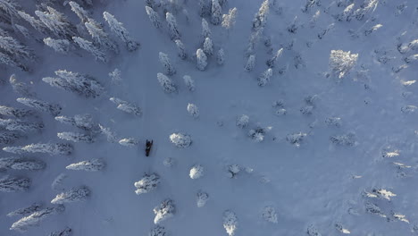 Top-view-drone-shot-of-snowmobile-going-through-dense-winter-forest-in-Branäs,-Sweden