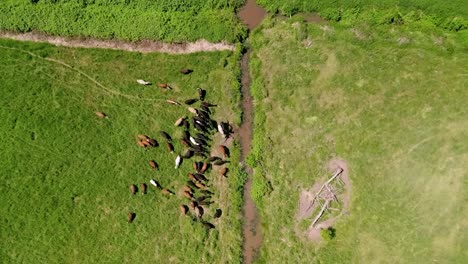 Top-View-Of-The-Flock-Of-Cattle-Eating-Grass-On-The-Meadow-In-Oregon,-USA
