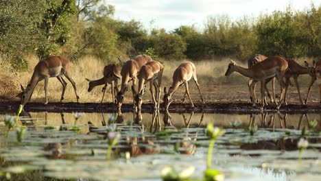 Wide-shot-of-a-herd-of-impalas-drinking-from-a-waterhole,-Greater-Kruger