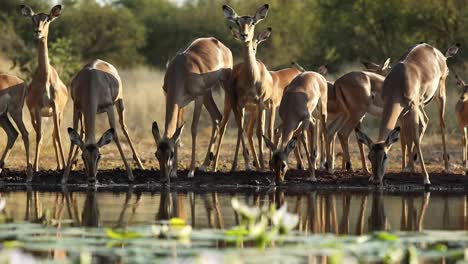 Wide-shot-of-a-herd-of-Impalas-drinking-filmed-from-water-level,-Greater-Kruger