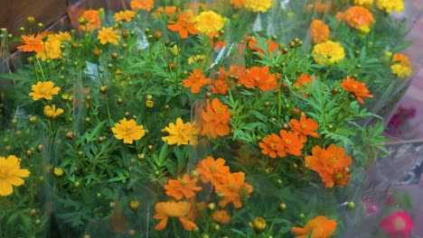 Die-In-Mexiko-Beheimateten-Gelben-Und-Orangefarbenen-Cosmos-Sulphureus-Blütenpflanzen-Sind-Auch-Als-Schwefelkosmos-Und-Gelber-Kosmos-Bekannt-Und-Werden-Auf-Einem-Blumenmarkt-In-Hongkong-Zum-Verkauf-Angeboten