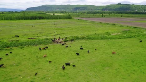 A-Herd-Of-Cattle-Grazing-At-The-Vast-Meadow-Of-A-Ranch-In-Oregon,-USA