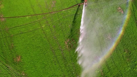 Bewässerungsrad-sprenger-Bewässert-Das-Grüne-Feld-Der-Minzpflanzen-In-Oregon,-Vereinigte-Staaten-Von-Amerika