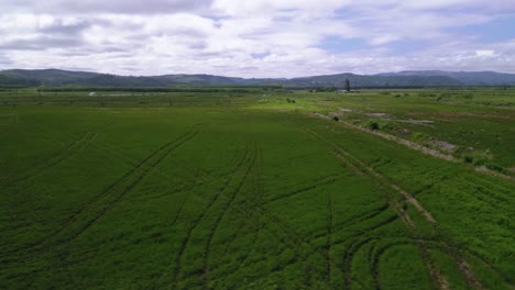 Paisaje-De-Campo-Agrícola-De-Plantas-Verdes-De-Menta-En-Oregon,-Estados-Unidos-De-América