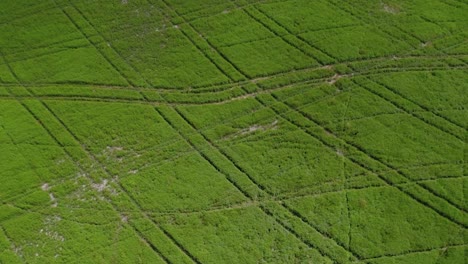 Scenery-Of-Plough-Tracks-On-The-Green-Field-On-Mint-Plant-Farm