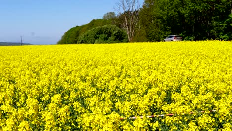 Eine-Leuchtend-Gelbe-Wiese-Mit-Rapsblumen,-Die-Auf-Einem-Feld-In-Schweden-Mit-Vorbeifahrenden-Autos-Wachsen