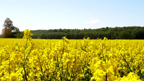 Blooming-rapeseed-field-on-a-sunny-day