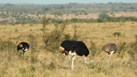 Wide-shot-of-ostriches-feeding-in-the-open-Savannah,-Greater-Kruger