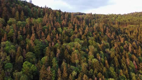 Luftdrohnenansicht-Eines-Grünen-Dichten-Waldes-Bei-Sonnenaufgang-Mit-Bewölktem-Himmel-Und-Stromleitung