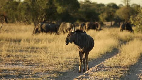 Wide-shot-of-a-young-blue-wildebeest-standing-apart-from-the-herd,-Greater-Kruger