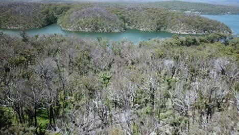 Luftaufnahmen-über-Dem-Baldachin-Des-Sich-Erholenden-Eukalyptuswaldes-Ein-Jahr-Nach-Dem-Lauffeuer-Entlang-Der-Bucht-Von-Mallacoota