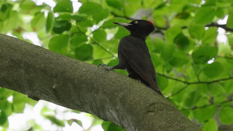 Pájaro-Carpintero-Posado-En-Una-Rama-De-árbol