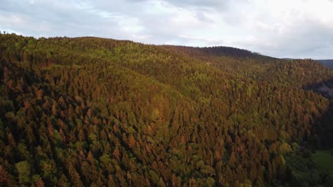 Aerial-drone-view-of-a-green-thick-forest-at-sunrise-with-overcast-cloudy-sky