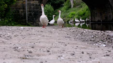Geese-walking-down-an-english-canal-,-real-time-footage