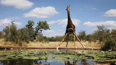 Stunning-wide-shot-of-a-giraffe-drinking-from-a-waterhole-filmed-from-water-level,-Greater-Kruger