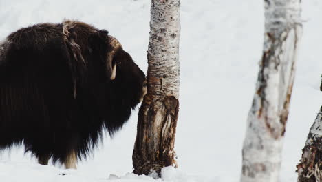 Musk-Ox-Scratching-Its-Head-And-Horns-On-A-Tree