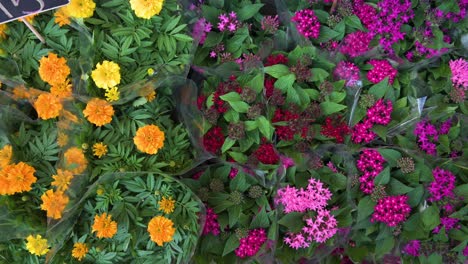 Tagetes-Erecta,-Die-Mexikanische-Ringelblume,-Sind-Arten-Von-Blütenpflanzen,-Die-Auf-Einem-Blumenmarkt-In-Hongkong-Verkauft-Werden