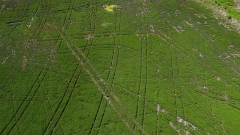 Top-View-Of-Tracks-On-The-Field-Of-Mint-Crop-In-Oregon,-United-States-Of-America