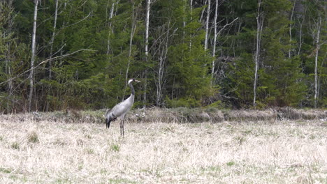 Common-crane-bird-against-forest-background