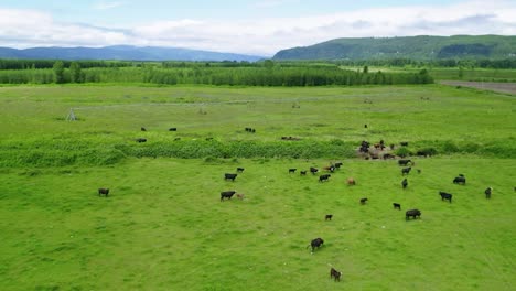 Herd-Of-Cattle-Feeding-On-The-Grass-Inside-The-Green-Field-Of-The-Farm-In-Oregon,-USA