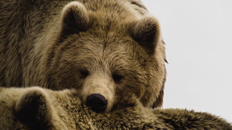Nahaufnahme-Eines-Braunen-Grizzlybären-Mit-Schnauze-Auf-Dem-Rücken-Eines-Anderen-Bären