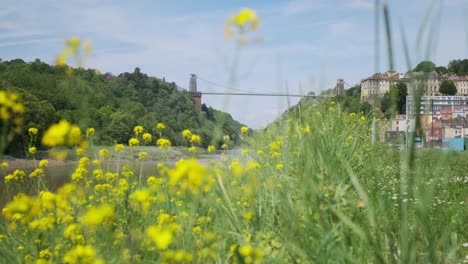 Aufsteigender-Schuss-Aus-Gelben-Blumen,-Um-Clifton-Suspension-Bridge-Bristol-Zu-Enthüllen