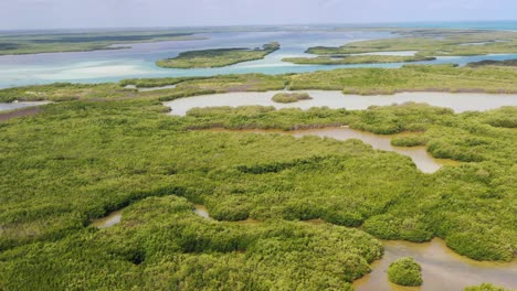 Luftaufnahmen-Mangrovenwald-Und-Flussmangrovenlandschaft