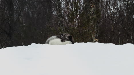 Zorro-ártico-Dormido-Acurrucado-En-La-Nieve-Durante-Las-Nevadas