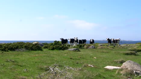 Group-of-Farm-Cows-Looking-Curious-and-Eating-Grass-Near-Coastal-Area-of-Halland-in-Sweden-on-a-Summers-Day