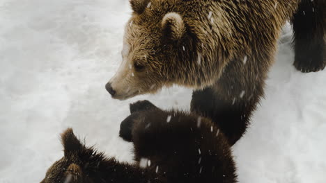 Grizzly-Bear-Mother-Playing-With-Its-Cub-In-Forest-During-Snowfall-In-Winter