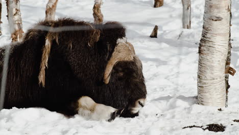 Musk-Ox-Sleeping-On-Snowy-Ground-Of-Forest-During-Winter-Season-In-Norway