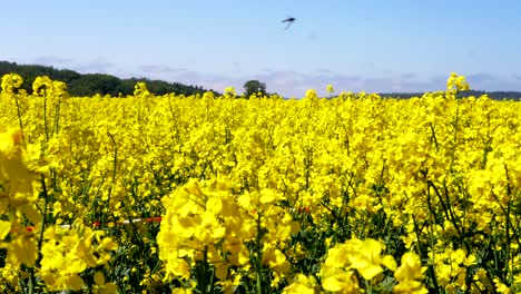 A-Beautiful-Slow-Pan-from-Left-to-Right-of-a-Bright-Yellow-Rapeseed-Meadow-on-a-Sunny-Day-in-Sweden