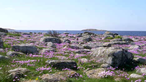 Küstenmeer-Sparsamkeit-In-Hellem-Lila-Zwischen-Gras-Und-Felsen-über-Einer-Malerischen-Landschaft-In-Schweden