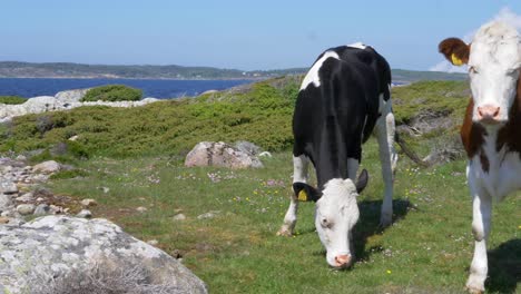 Bauernhofkühe,-Die-An-Einem-Sommertag-In-Der-Nähe-Des-Küstengebiets-Von-Halland-In-Schweden-Neugierig-Aussehen-Und-Gras-Fressen