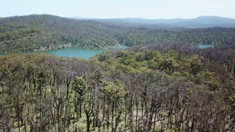 Aerial-footage-of-burnt-eucalypt-forest-near-Mallacoota-Inlet,-recovering-a-year-after-they-were-burnt-after-wildfires-