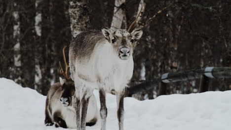 Reindeer-Calf-Looking-At-Camera-With-Adult-Reindeer-Lying-On-Snow
