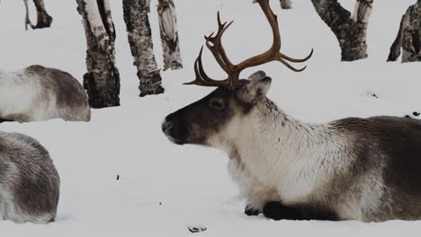 Reindeer-Lying-And-Relaxing-On-Snowy-Ground-Of-Forest-During-Snowfall-In-Winter-Season