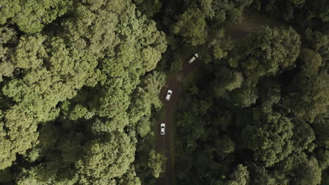 4k-Drone-shot-view-of-three-white-cars-driving-on-a-dirt-road-in-a-green-dense-forest-in-Australia
