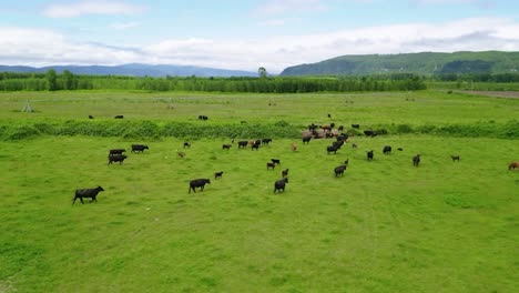 Flock-Of-Black-Cattle-Running-And-Grazing-On-the-Grassfield-Inside-The-Farm-In-Oregon,-United-States