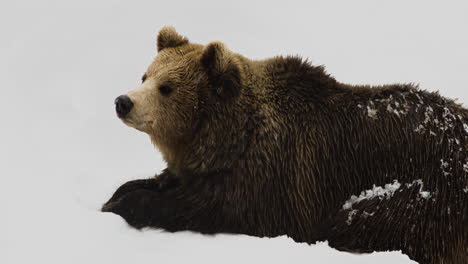 Grizzly-Bear-Resting-On-Snowy-Ground-During-Snowfall-In-Winter---North-American-Brown-Bear
