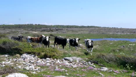 Farm-Cows-Looking-Curious-and-Eating-Grass-Near-Coastal-Area-of-Halland-in-Sweden-on-a-Summers-Day