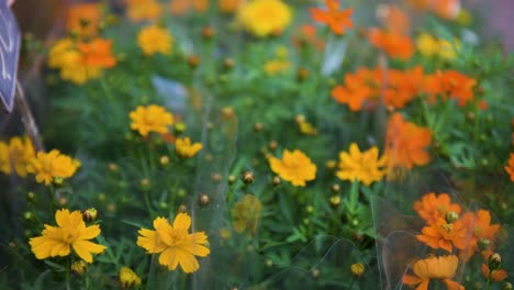 Native-to-Mexico,-the-yellow-and-orange-Cosmos-Sulphureus-flowering-plants-are-also-known-as-sulfur-cosmos-and-yellow-cosmos,-it's-seen-for-sale-at-a-flower-market-in-Hong-Kong
