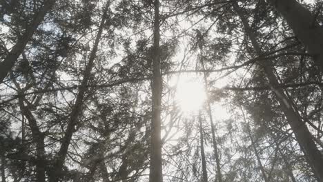 Sun-shining-through-midwest-forest