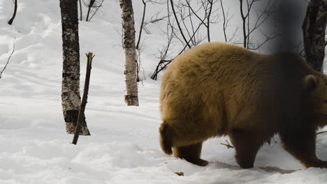 Grizzly-Bear-Walking-In-Snow-At-Woodland-During-Winter