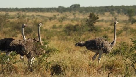 Wide-shot-of-four-ostriches-walking-through-the-frame,-Greater-Kruger